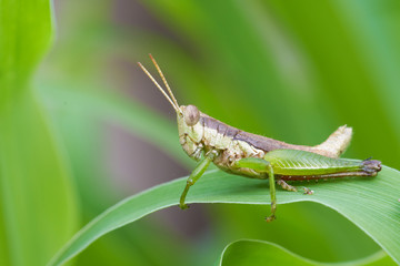 Grasshopper on fresh green leaves.