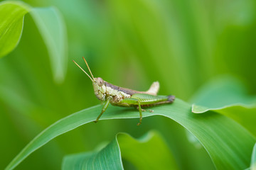 Grasshopper on fresh green leaves.