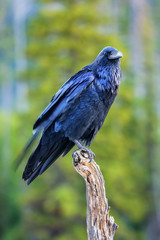 Common raven sitting on a dead tree in Yellowstone National Park, Wyoming