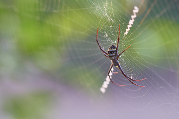 Spider webs on green bokeh background