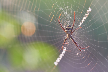 Spider webs on green bokeh background