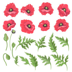 Poppy flowers. Set of colored flowers-poppies buds leaves isolated on white-Vector.