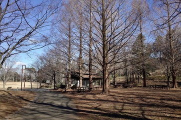 冬の公園