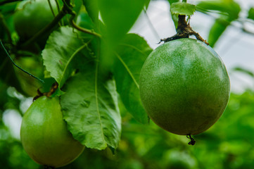The passion fruit closeup 