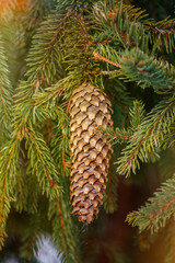 Cones Background.Pine cones.Closeup of a Christmas tree branch