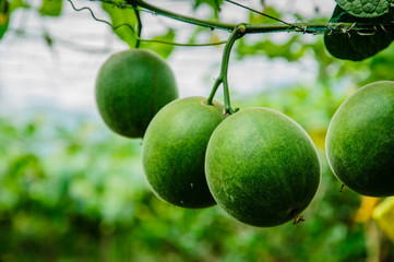 Momordica grosvenori fruits 
