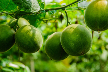 Momordica grosvenori fruits 
