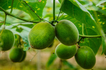 Momordica grosvenori fruits 
