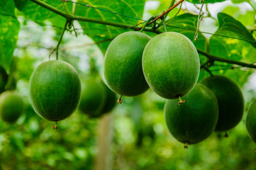 Momordica grosvenori fruits 
