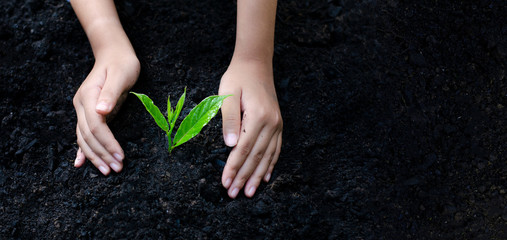 environment Earth Day In the hands of trees growing seedlings. Bokeh green Background Female hand holding tree on nature field grass Forest conservation concept