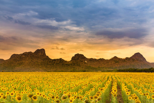 Mountain and blue sky over sunflower field full bloom condition