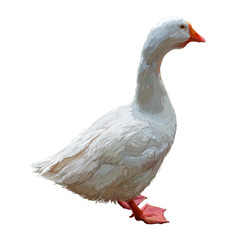 goose in realistic style, sketch vector graphic colour illustration on white background