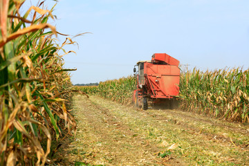 Modern combine harvester is harvesting cultivated ripe corn crop