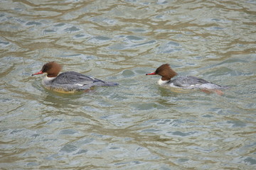カワアイサ（メス）　Common Merganser