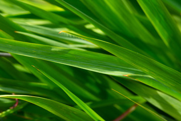 Closeup view of green grass leaves with blurred greenery background