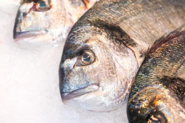Gilt-head bream fish (Dorado) on ice at a market