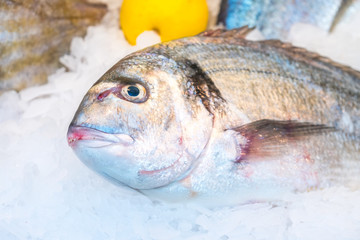 Gilt-head bream fish (Dorado) on ice at a market
