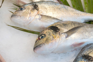 Gilt-head bream fish (Dorado) on ice at a market