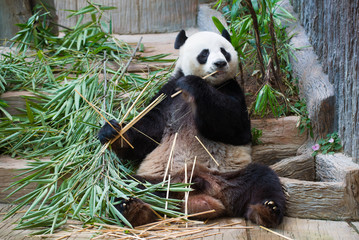Obraz premium Giant panda eating