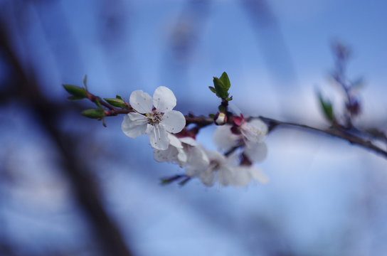 Spring blooming of cherry tree on the blue bokeh background
