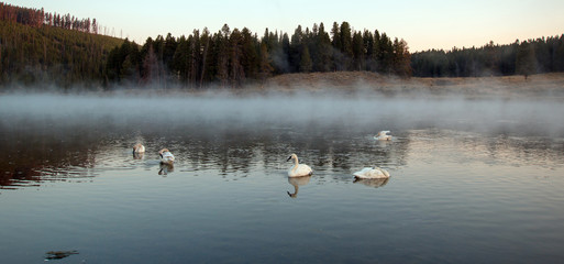 Obraz premium Trumpeter Swans we mgle w rzece Yellowstone o świcie w Parku Narodowym Yellowstone w stanie Wyoming w Stanach Zjednoczonych