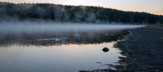 Fototapeta premium Trumpeter Swans wśród mgły i pary w rzece Yellowstone o świcie w Parku Narodowym Yellowstone w Wyoming w Stanach Zjednoczonych