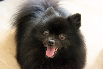 Obraz premium Spitz