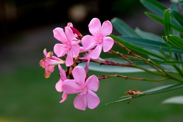 pink flowers on a background