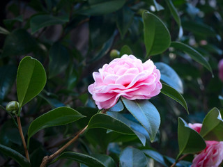 Beautiful vibrant pink Japanese Camellia flowers