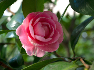 Beautiful vibrant pink Japanese Camellia flowers