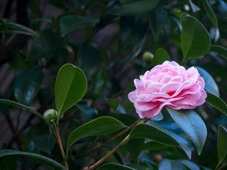 Beautiful vibrant pink Japanese Camellia flowers