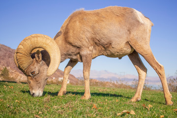 nevada state animal