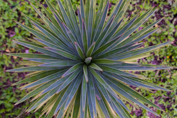 Fototapeta premium closeup of plant