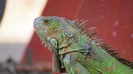 green iguana