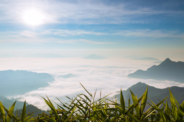 sun and blue sky over fog and mountains in the morning with green leaves foreground