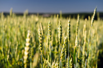 Wheat field and countryside scenery
