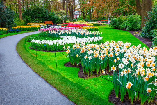 Blooming narcissus and colorful spring flowers in Keukenhof park, Netherlands