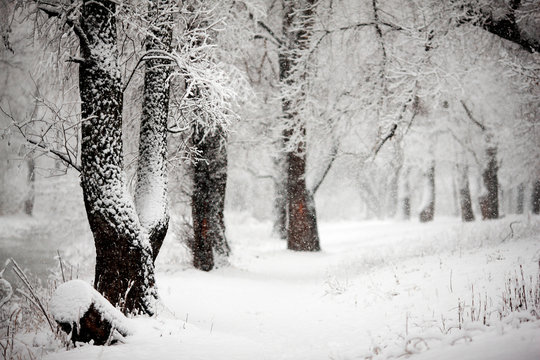 winter forest and snow covered trees
