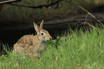 rabbit in the grass closeup