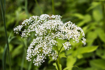 Amazing flowers in the meadows in the summer in the vast Russian hinterland.