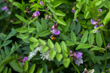 Amazing flowers in the meadows in the summer in the vast Russian hinterland.