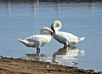 Obraz premium swans on the lake