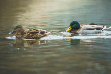 Fototapeta premium a beautiful duck couple in a river. The swimming animals move behind each other. the female in front and the male behind it.