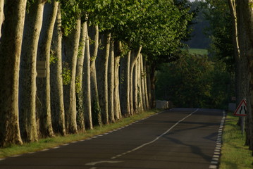 Carretera con arboles