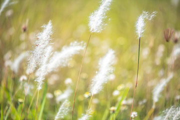 White flowers on grass fields