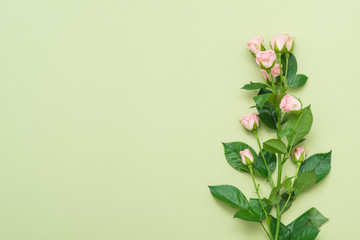 Single pink rose stem. Flower nature concept. Copy space on palegreen background. Flat lay.