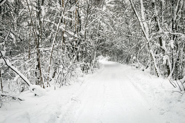 winter road through the forest is like a tunnel of trees and snow going off into the distance