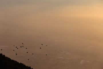 Flock of birds flying over a sea of mist at sunset