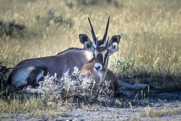 Gemsbok (Oryx gazella), Africa, Namibia, Oshikoto, Etosha National Park