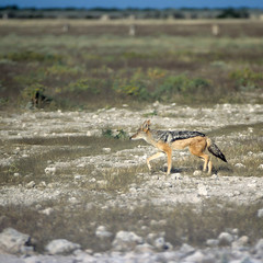 Black Backed Jakal (Canis mesomelas), Africa, Namibia, Oshikoto, Etosha National Park